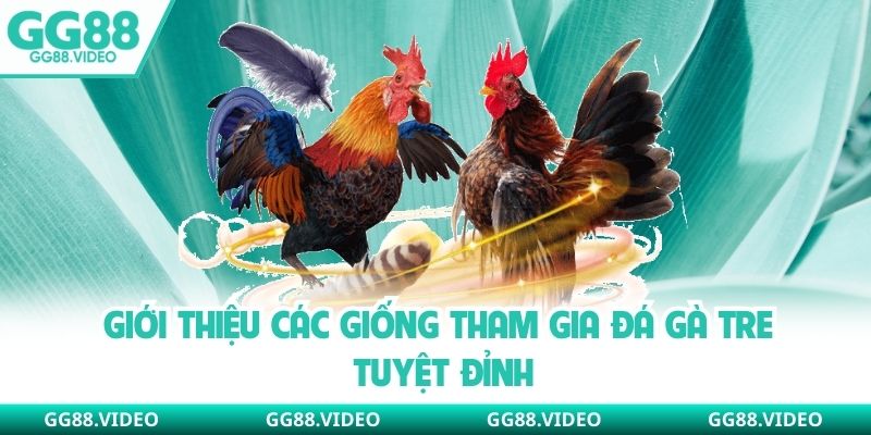 Giới thiệu các giống tham gia đá gà tre tuyệt đỉnh